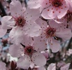 Purple Leaf Plum Flower (Prunus cerasifera)