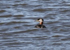 red necked grebe