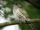 Shining Bronze-Cuckoo