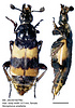 Nicrophorus smefarka