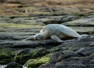 honu green sea turtle