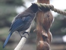 stellar jay