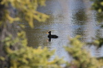 surf scoter