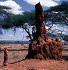 Termite mound (Macrotermes sp), Tarangire, Tanzania