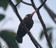 white eared jacomar perched