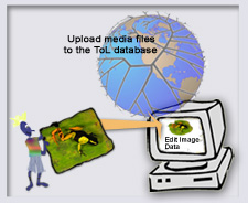 Upload media to the ToL database